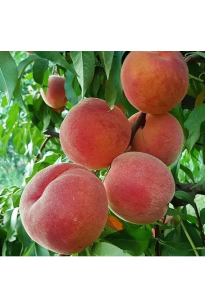 Підщепа: Алича — забезпечує високу морозостійкість